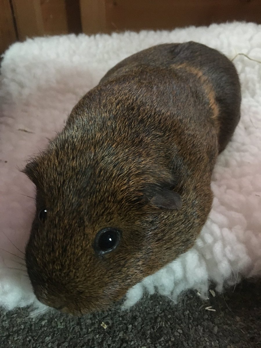 Emma and Nadia are 2 year old sows who are looking for their new home. Both girls easy to handle and very friendly.