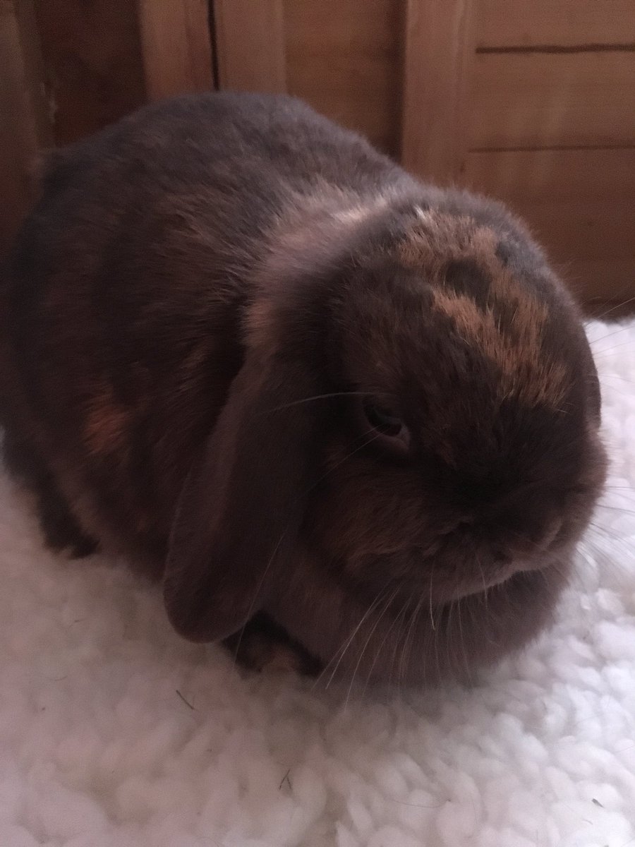 Luna and Nova are 1 year old does. The girls are vaccinated and are being spayed this coming week. Once over their ops, they’ll be looking for their new home together.