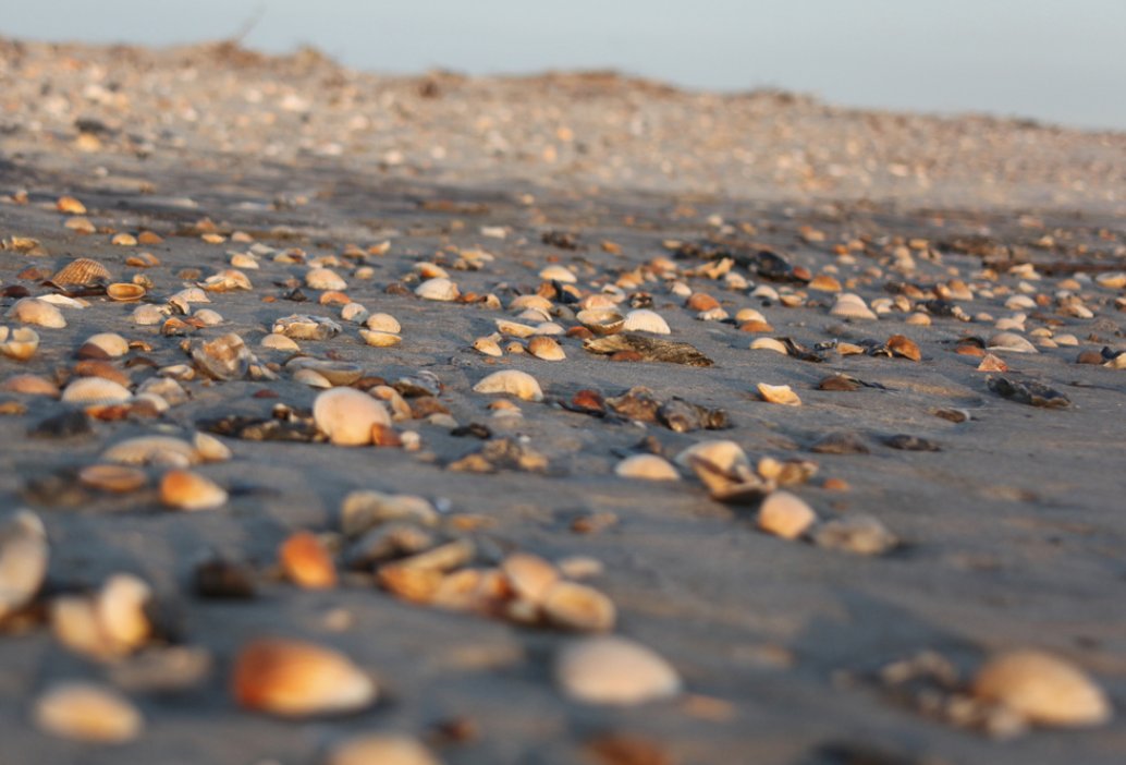 Coastalbydesign's tweet photo. "Every seashell has a story..." #nc_outdoorinc #outnaboutnc
😎🌴🐠 #livesalty #getbeachy #SaltLife 💙 @beachlifemind 🐬 #summer #motivation #waves🌊 #oceanside #colors🎨#seashells🐚 https://t.co/PbxnRw5XuL