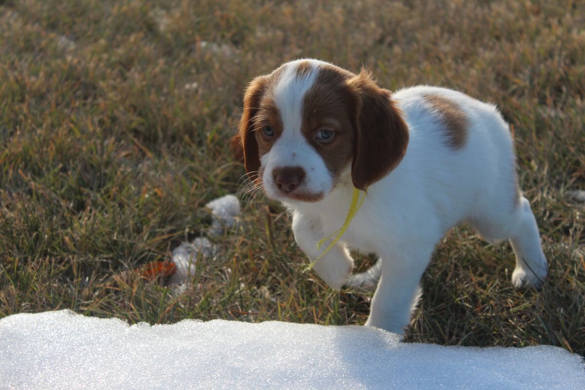 LadyMFry's tweet photo. Really hard to focus on thesis work with this small Fry keeping us busy! He just came home yesterday. #puppylove #SamFry https://t.co/UE7KJIve8O