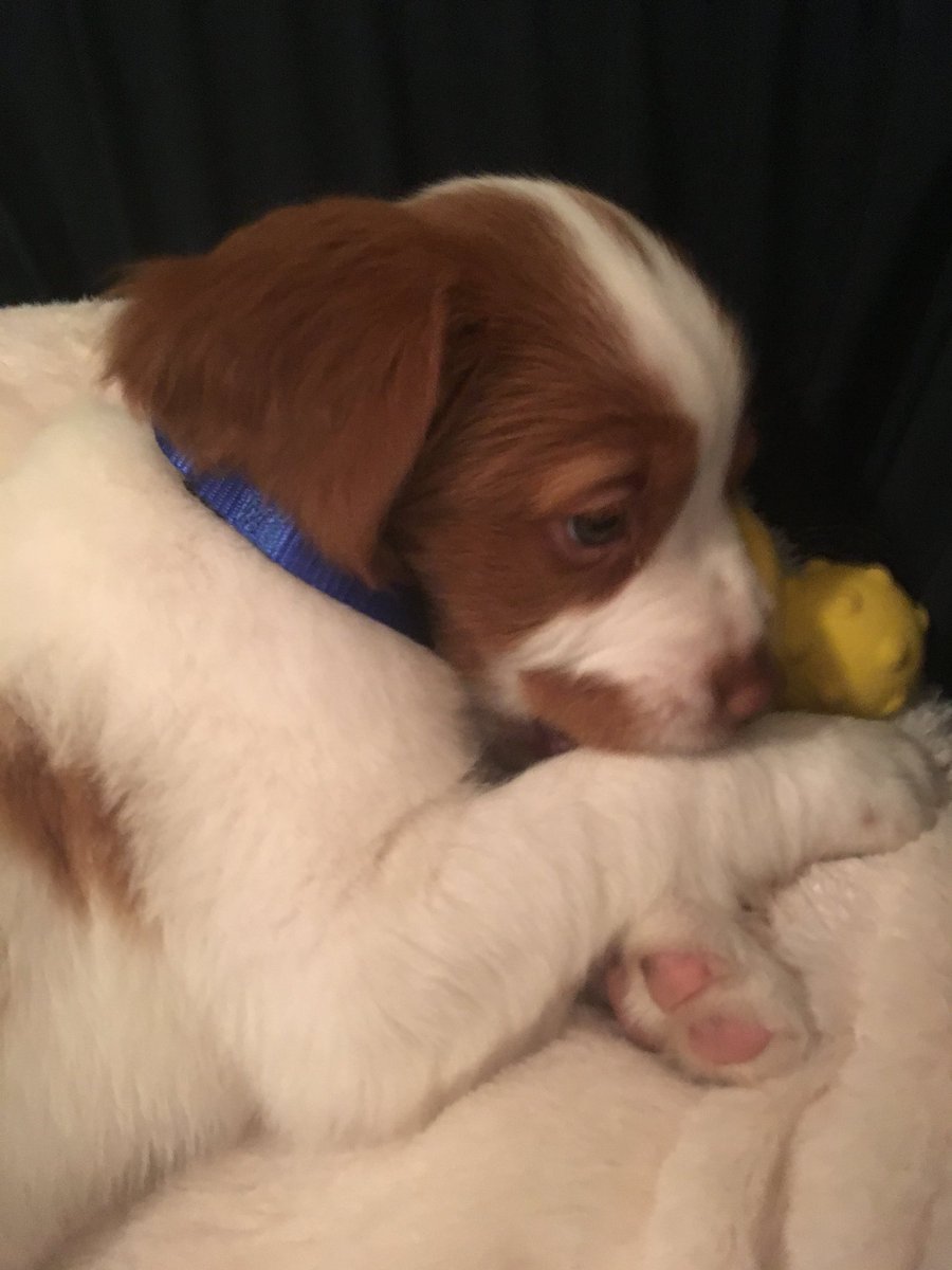 LadyMFry's tweet photo. Really hard to focus on thesis work with this small Fry keeping us busy! He just came home yesterday. #puppylove #SamFry https://t.co/UE7KJIve8O