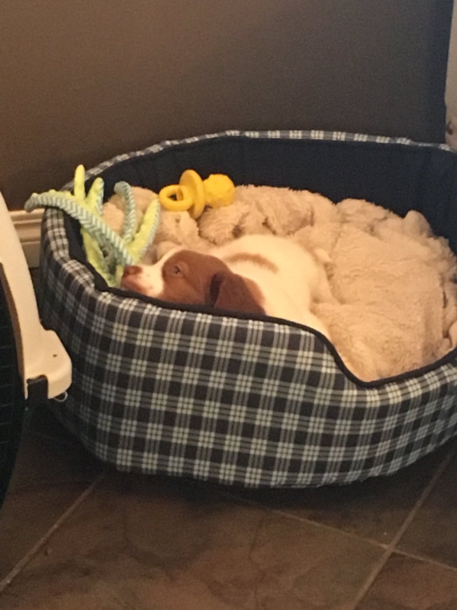 LadyMFry's tweet photo. Really hard to focus on thesis work with this small Fry keeping us busy! He just came home yesterday. #puppylove #SamFry https://t.co/UE7KJIve8O