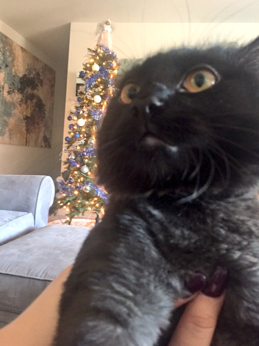 BubbaTheCat09's tweet photo. Mom, let me play in the tree 🌲 #SundayFunday #CatsLoveXmasTrees https://t.co/iz7Vy6rExR