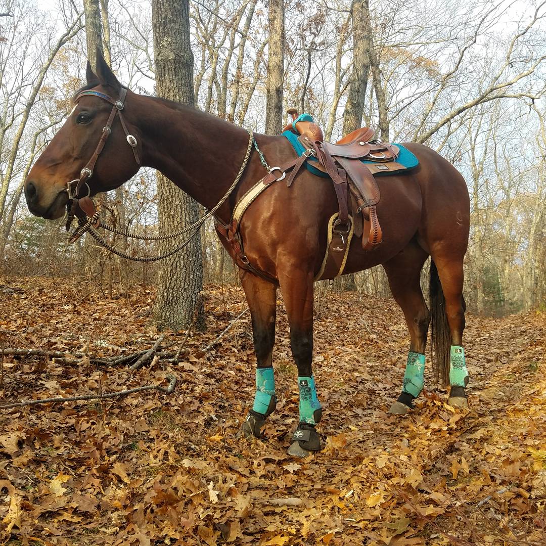 madelinec64's tweet photo. When you're braver going out alone than in a group. Trust is an amazing thing. #controlhaltdelete #horsemanship #trustinyou https://t.co/78288xZC8I