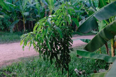 Bananacoin_Eng's tweet photo. Some exciting news for your Friday... we are growing a few mangoes as a test. Who knows... could #mangocoin be next??
#fridayfeeling #bananacoin #blockchain #ethereum #ICO #crypto #cryptocurrency #eth #token
#organic #banana #farm #laos #blockchainforgood #organic #eco #laos https://t.co/izQlx2k0hK