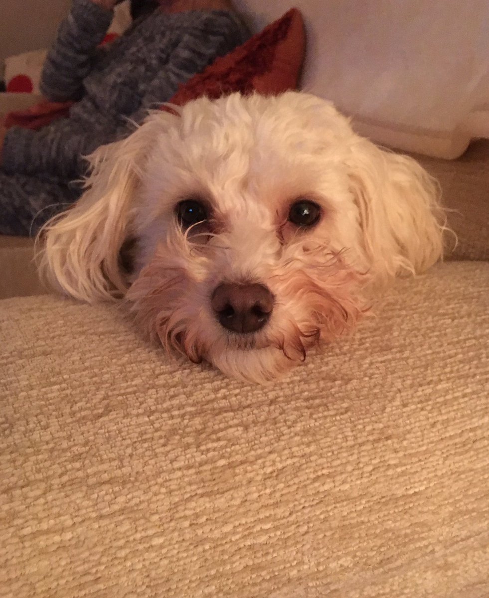 kayleighmunro_'s tweet photo. He's just adorable #doggo https://t.co/4Mai5lFiIe