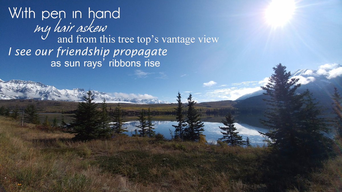 rose_benoit_com's tweet photo. With pen in hand, my hair askew and from this tree top's vantage view I see our friendship propagate as sun rays' ribbons rise #poetography #Jasper https://t.co/FxulgB77Rp