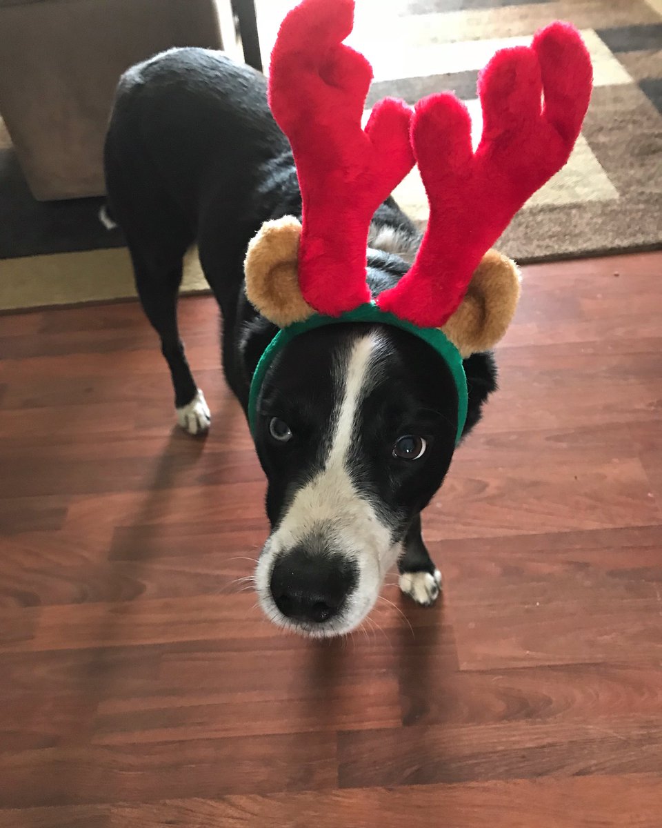 ChopperFach tweet media