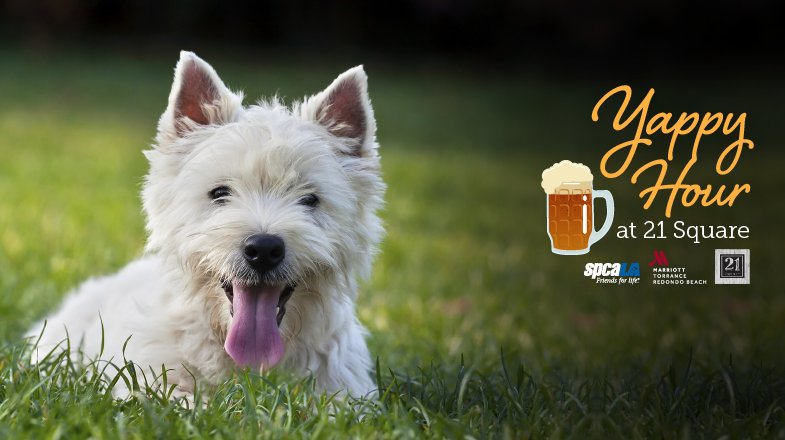 TRBMarriott's tweet photo. Join us for Yappy Hour on Sunday 12/17 from 11am-4pm in the 21 Square “Backyard.” 🍺🐶 $1 donation to @spcaLA for every draft beer or sangria sold.

*1/2 off signature quickbites &amp; flatbreads

*$15 Sangria Pitchers

*complimentary parking

Doggy menu available upon request. https://t.co/7opLHdhyeA
