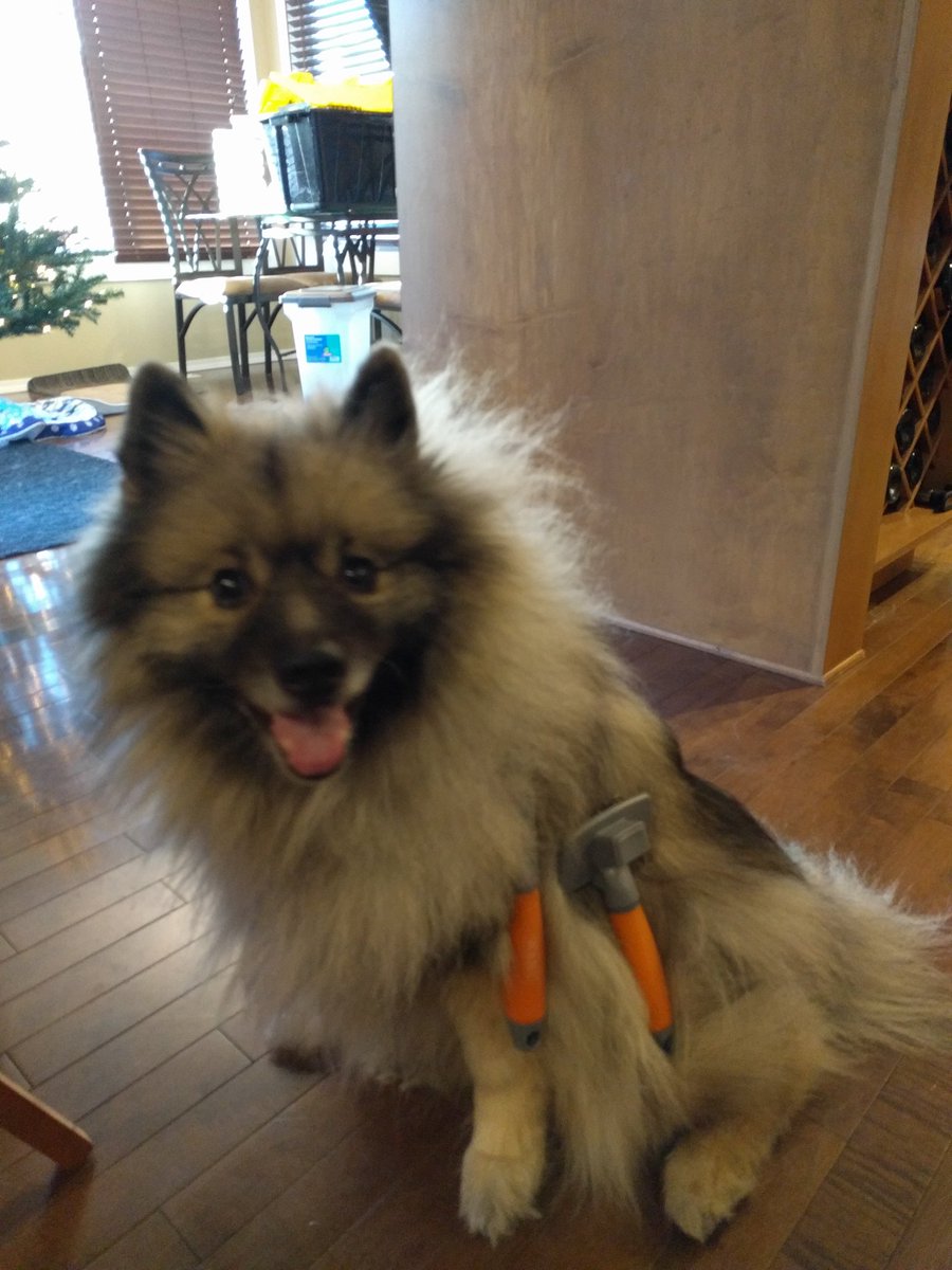 PumpkinKees's tweet photo. Alright, I guess you can take me to the groomer. #fluffoverload #keeshond #DogGroomingSalon https://t.co/yG5kMPPneo