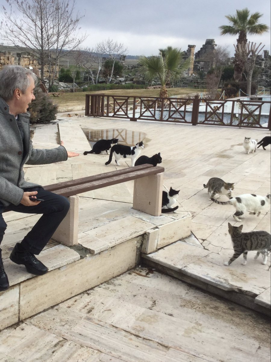 MetinUca's tweet photo. Kediler bilgedir, akıllıdır, dosttur, sevgi şefkat mutluluk yumağıdır , hayat uzmanıdır estetik akıl ve güzellik şampiyonudur, anlatır, dinletir, sevgiyi öğretir. Kedileri seven insan hayata değer verir mutluluk yayar Felidea ailesi, insanlığı ortaçağ ve vebadan kurtarmıştır🐈 https://t.co/LR5snAkakE