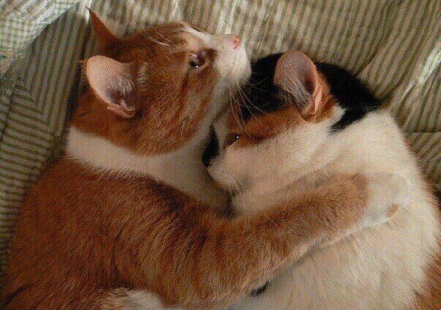 Котик чмокает