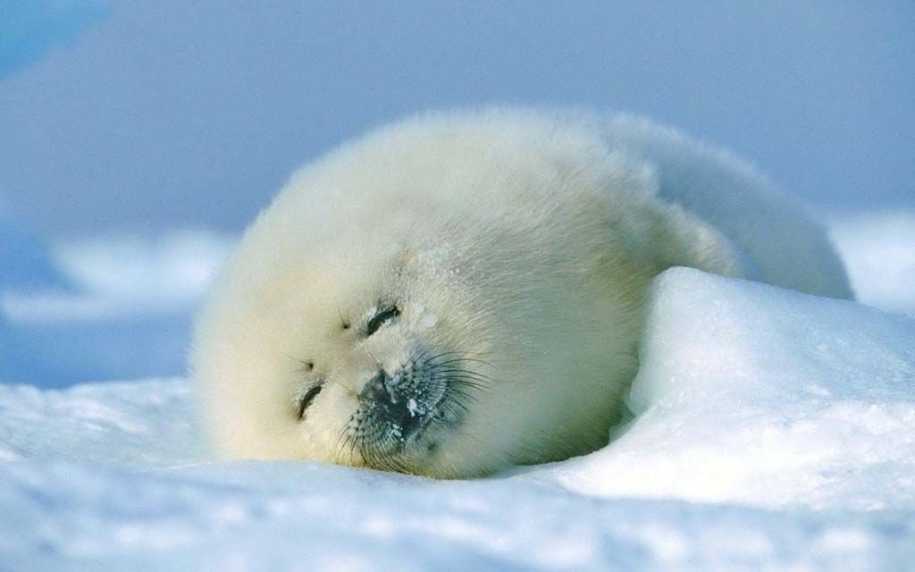 329 Baby Seal Smile Stock Photos - Free &amp; Royalty-Free Stock ...