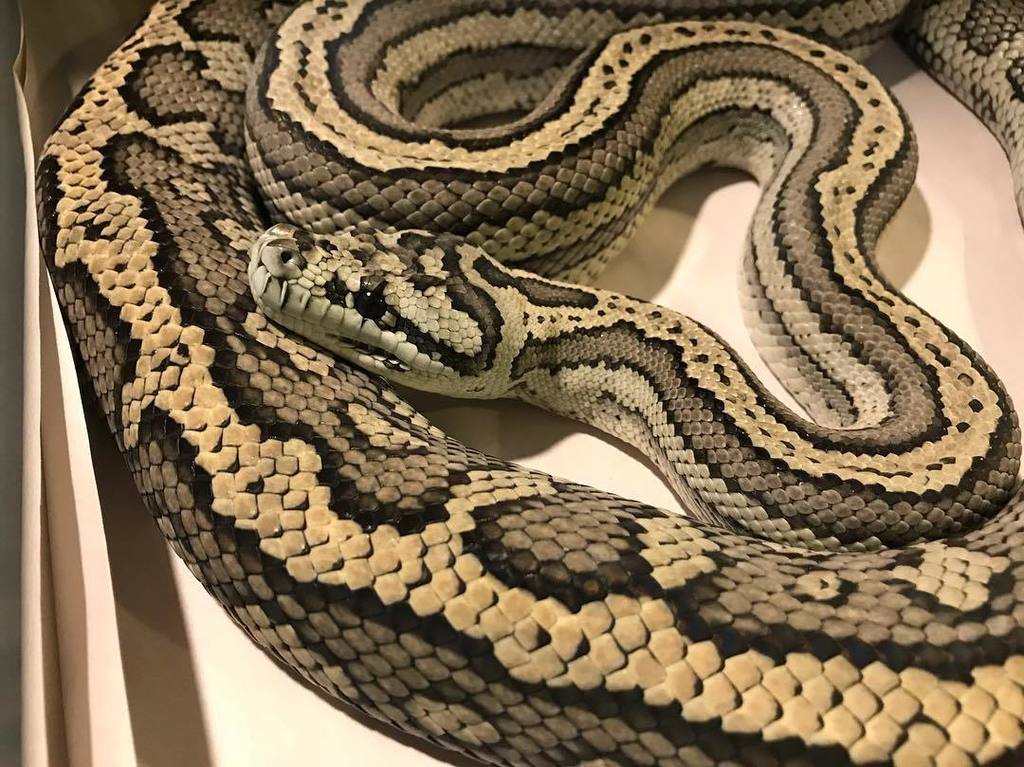 Moreliapython's tweet image. This girl is ready for breeding season.#coastalcarpetpython #ebmorelia #2018breedingseason ift.tt/2zJNcnX