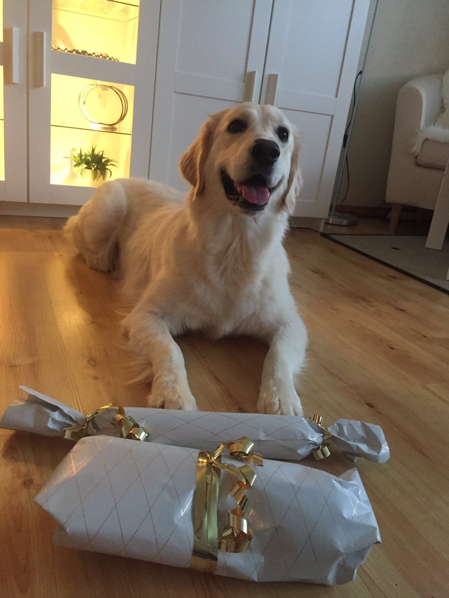 MilaASMR's tweet photo. Birthday girl 🐶✨ https://t.co/fUrB4TaSL3