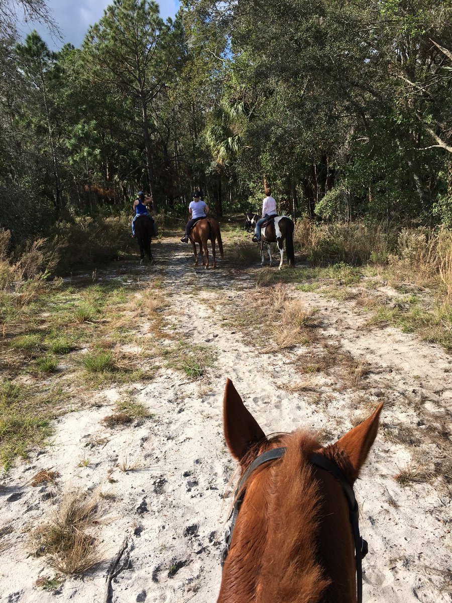 OurHappyMedium's tweet photo. A view from the saddle. #floridalife #horsesmakeeverythingbetter #serenity #beartracks #bobcattracks https://t.co/xfkv5ujorI