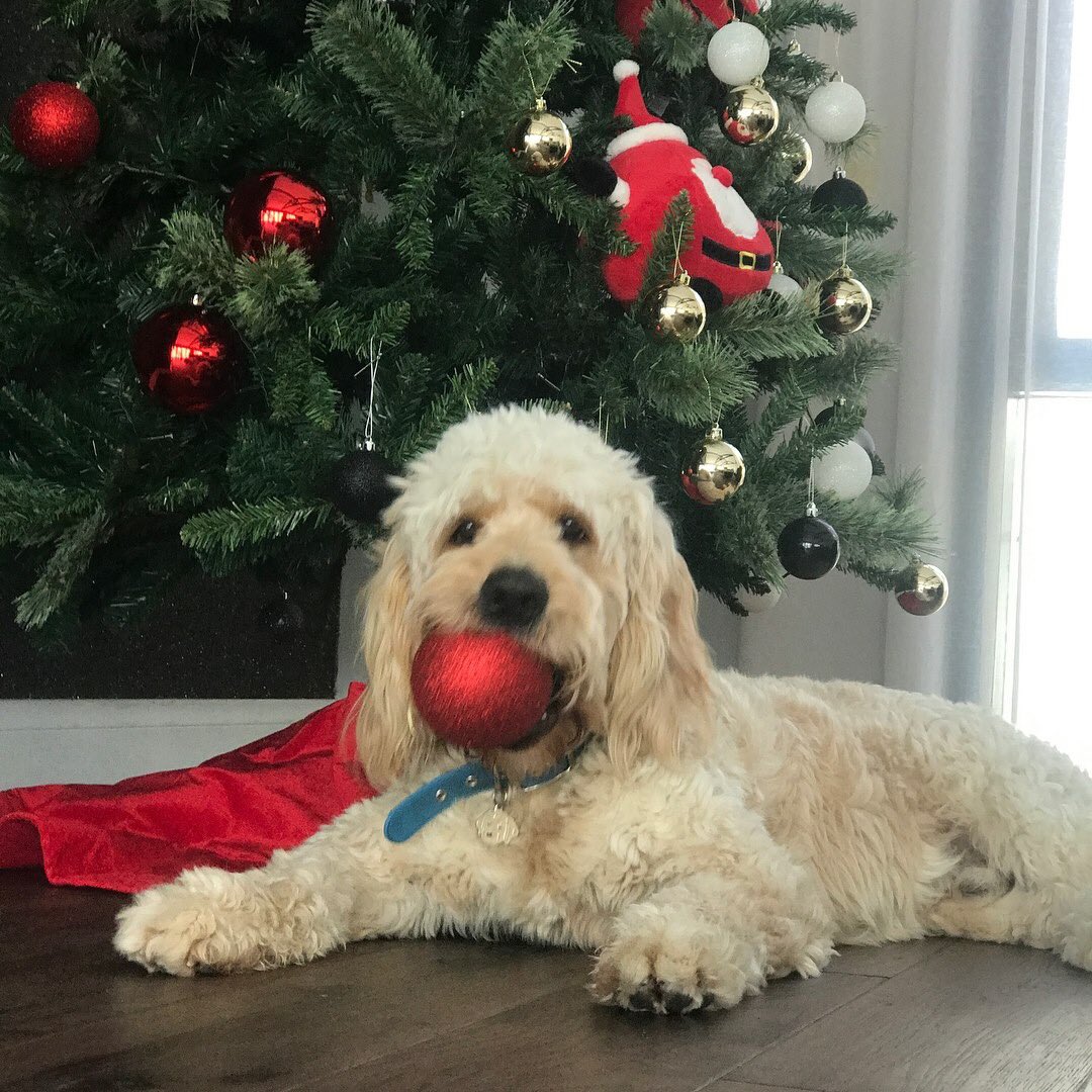Tim_Cahill's tweet photo. Hudson’s ready for Christmas 🙌🏽💙🎄🐶 https://t.co/BVrAwxJ9Nf