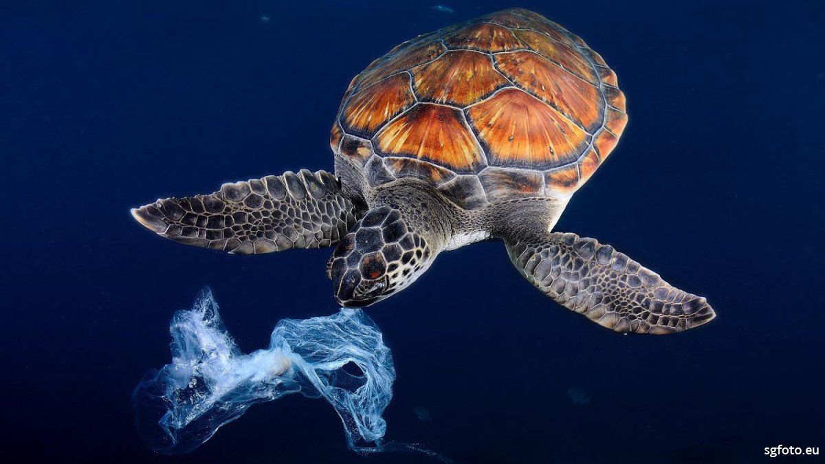Mohamed Adel (@madelabdelaziz) on Twitter photo 70% of dead sea turtles have ingested plastic. Plastic bags, which resemble jellyfish, are the most commonly found item in sea turtles' stomachs.
#cleanseas #oceanplastic #plasticocean #microplastics <a href="/UNEP/">UN Environment Programme</a> 70% of dead sea turtles have ingested plastic. Plastic bags, which resemble jellyfish, are the most commonly found item in sea turtles' stomachs.
#cleanseas #oceanplastic #plasticocean #microplastics <a href="/UNEP/">UN Environment Programme</a>