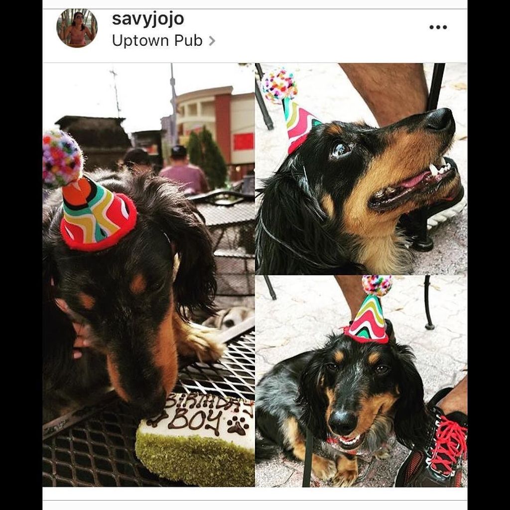 TDBDALLAS's tweet photo. Happy birthday Sebastian!!! So glad we good make your day special!  #allnaturaldogtreats #threedogbakery #threedogbakerydallas #unleashthelove #westvillagedallas #uptowndallas #dallasdogs #dallasdogsofinstagram #welovedogs #dogbakery #photogrid https://t.co/Qam0resR10 https://t.co/rVZQXJJCoJ