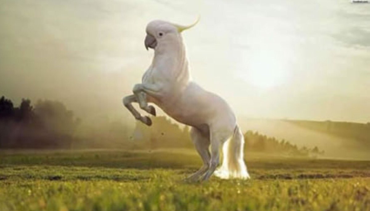 funkfingers's tweet photo. @Chrysta_Bell Beware of fake unicorns! (Via @9GAG ) ππ¦ #wedissolve https://t.co/19zFCSs7aa