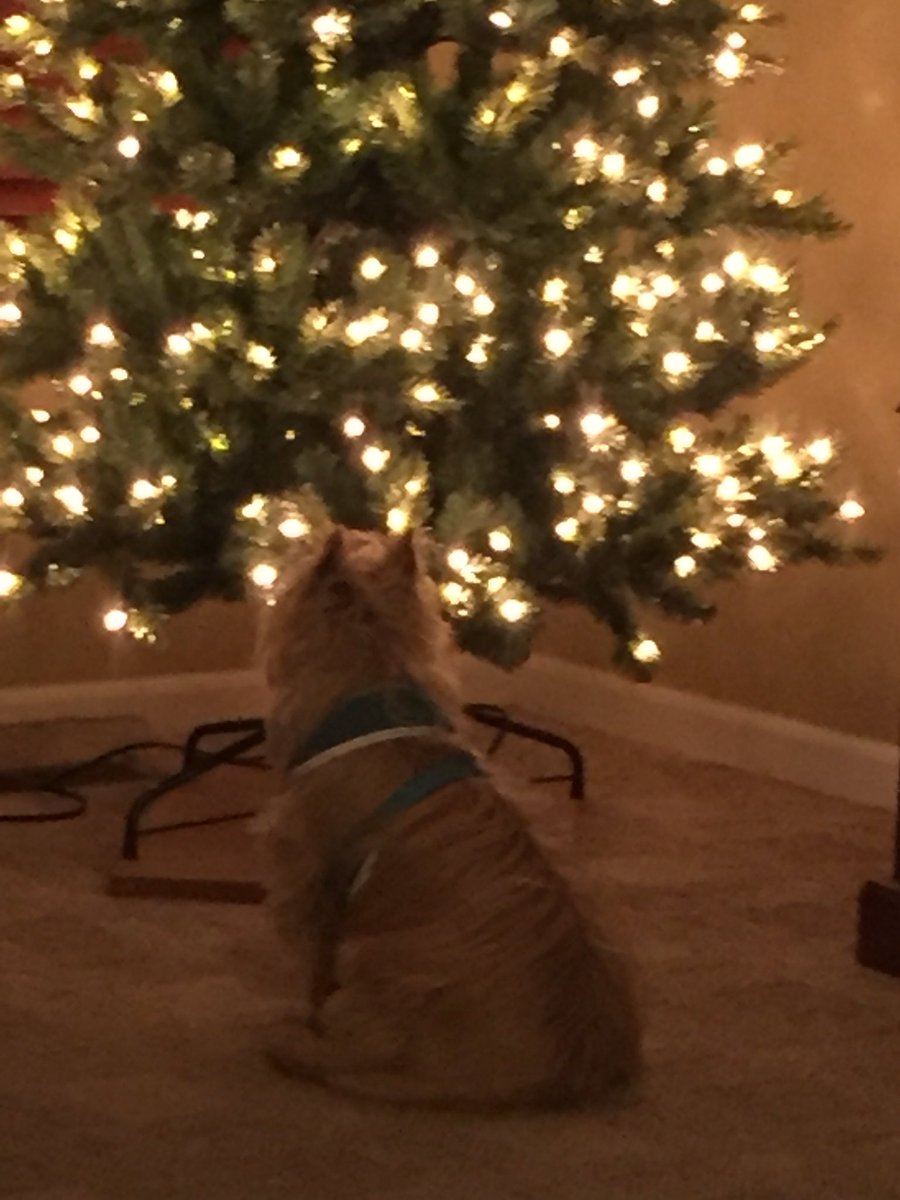 RevDrGuff's tweet image. Stir up your power, O Lord, and come! All creation waits...