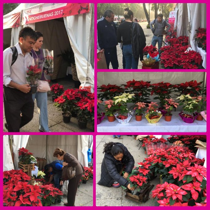 Ver imagen en Twitter