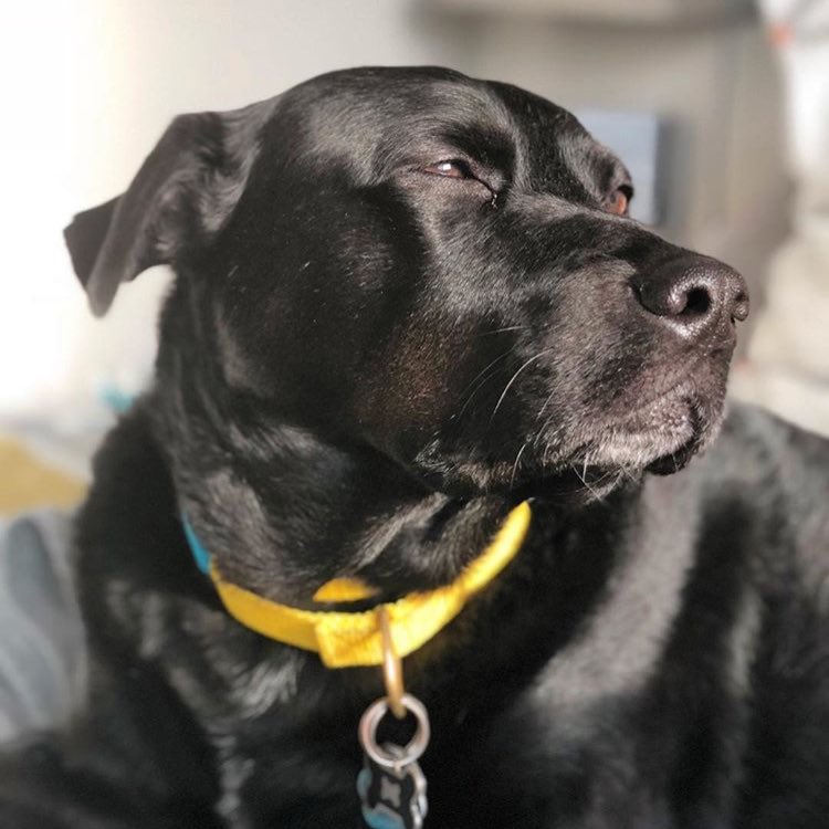 DogPlusBone's tweet image. 💛💙 Beautiful!!