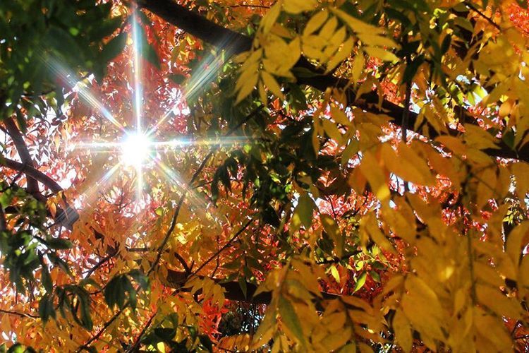 Take a moment to appreciate fall in #SantaClara at Central Park. 📷: sfrichter_creations. #SantaClara #VisitSantaClara