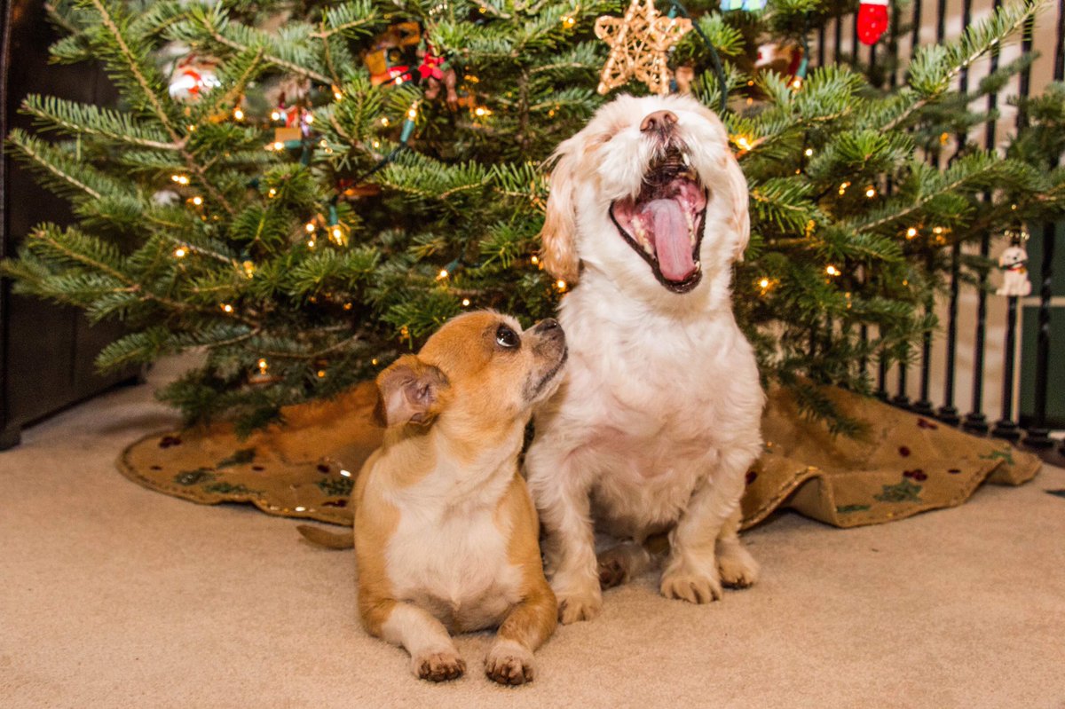 MarlaWolfinger's tweet photo. I want to photograph dogs for the rest of my life. https://t.co/aYZ8jtcFjS