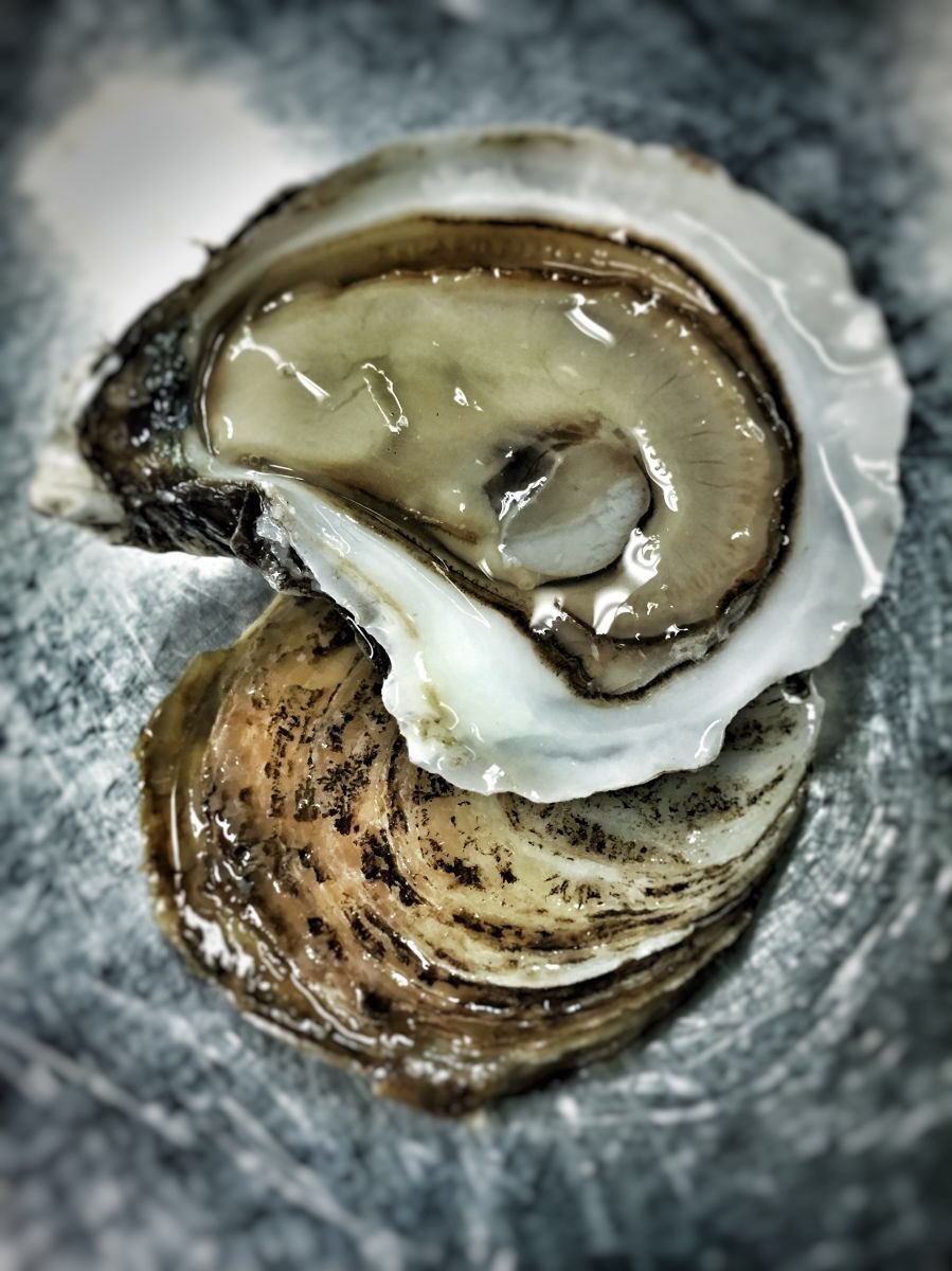 THE THIRD DAY OF OYSTERS

BEAUSOLEIL OYSTERS

Miramichi Bay, New Brunswick, Canada

But why do we recommend BeauSoleil Oysters?

Learn more on our website: theoysterhood.com/oystories/2017…

#12daysofoysters #theoysterhood #oystersdirect #farmerswithbenefits