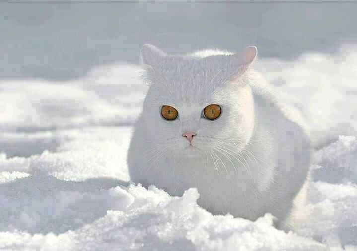 catsnkittys's tweet photo. Just stunning! https://t.co/CmFs3Eunze