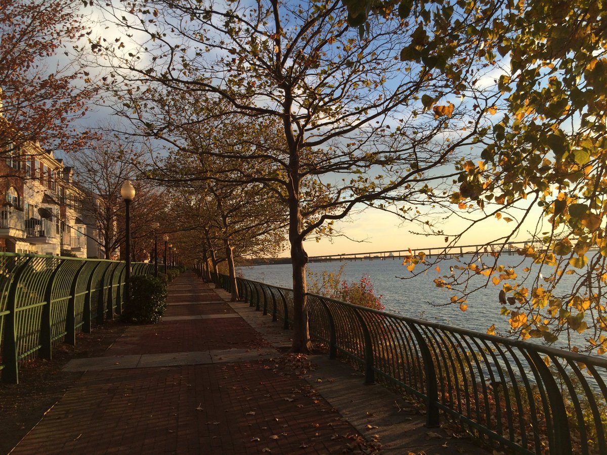 Arlene_the_Tree's tweet image. Please HELP... my family of trees and I are at risk of being chopped down.  Please sign the petition to save me and the other 83 Shelter Belt of Trees on the public access riverfront walkway   thepetitionsite.com/takeaction/107… Please retweet   #Treespeech @DannytheTree @Colettethetree