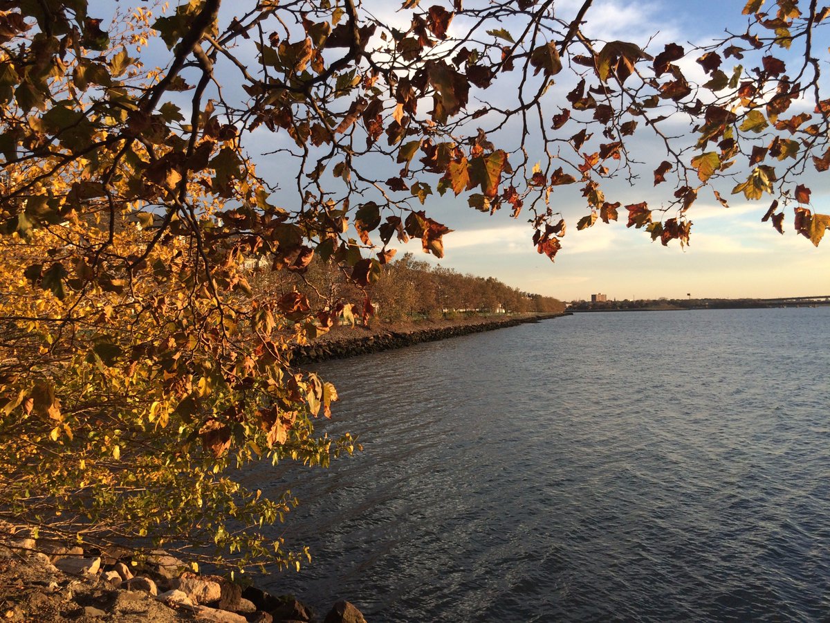 Arlene_the_Tree's tweet image. Please HELP... my family of trees and I are at risk of being chopped down.  Please sign the petition to save me and the other 83 Shelter Belt of Trees on the public access riverfront walkway   thepetitionsite.com/takeaction/107… Please retweet   #Treespeech @DannytheTree @Colettethetree