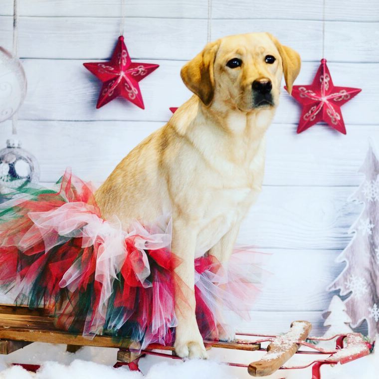 TutuTerritory's tweet photo. Puppy Love!! New to the shop, puppy tutus!! https://t.co/Eul5pLt0NZ #puppylove #dogdayafternoon #puppy #pets #dogs #tututerritory https://t.co/1FfH1h76Ha