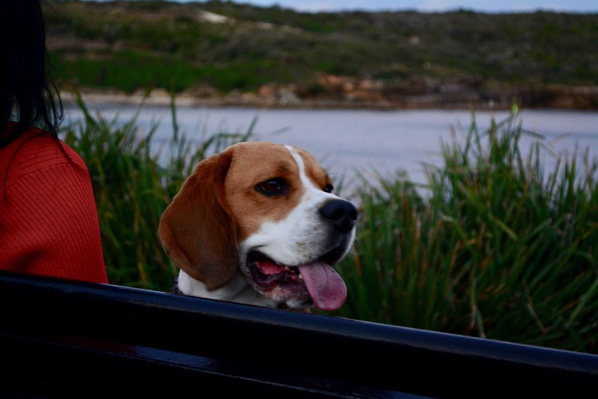 BeaglesCorner's tweet photo. Just enjoying the view. . . 😍 do you? https://t.co/2adwpFp4Tv