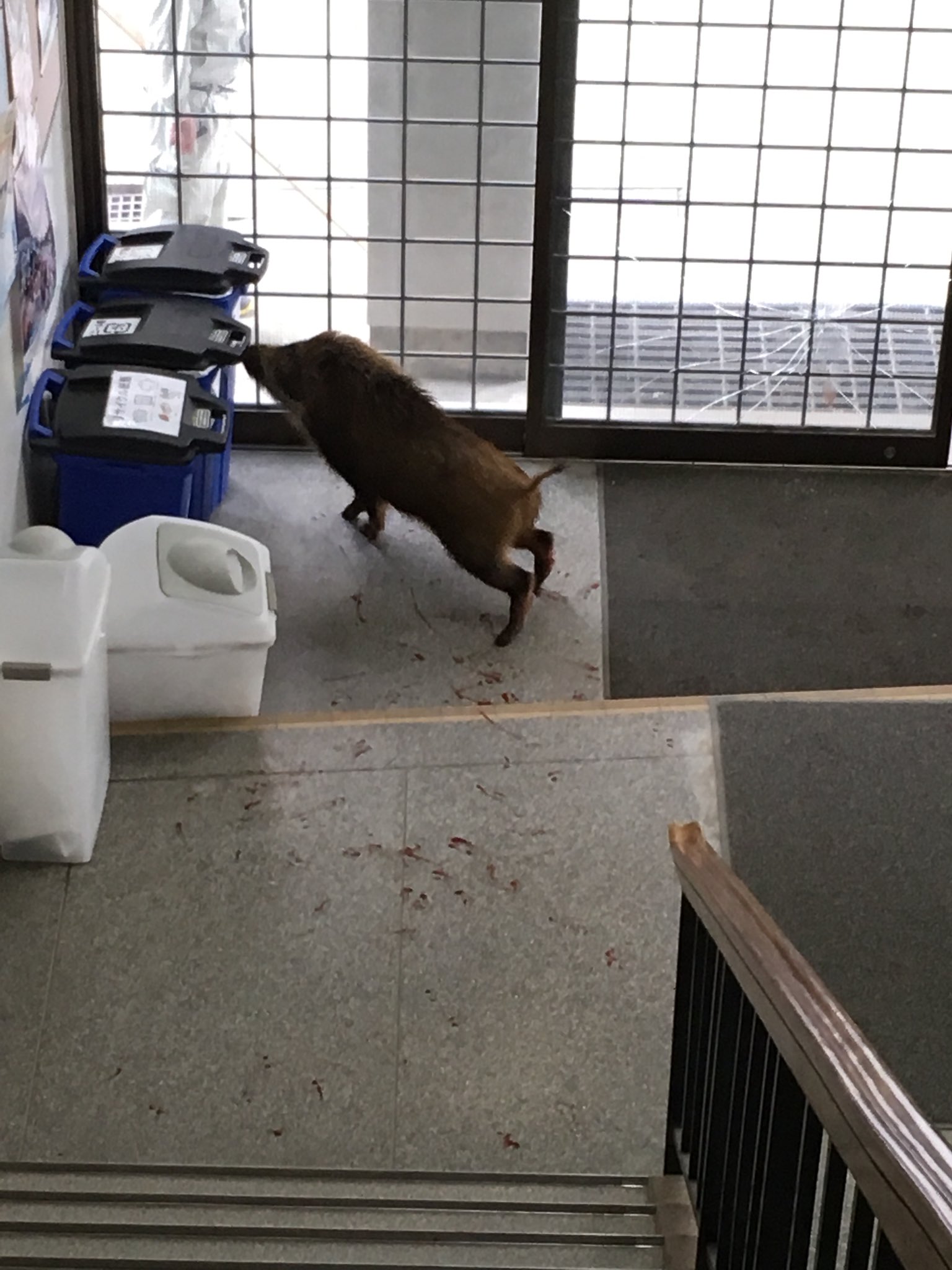 画像 やばい 校舎にイノシシ入ってきて帰れへんww T Co E1jw5bth8z まとめダネ 画像 やばい 校舎にイノシシ入ってきて帰れへんww T Co E1jw5bth8z まとめダネ