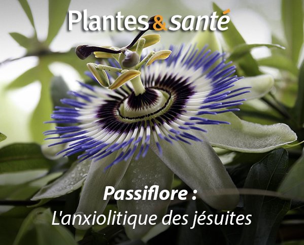 Image de la semaine / La valeriane
Vertues medicinales : urlz.fr/5wTp