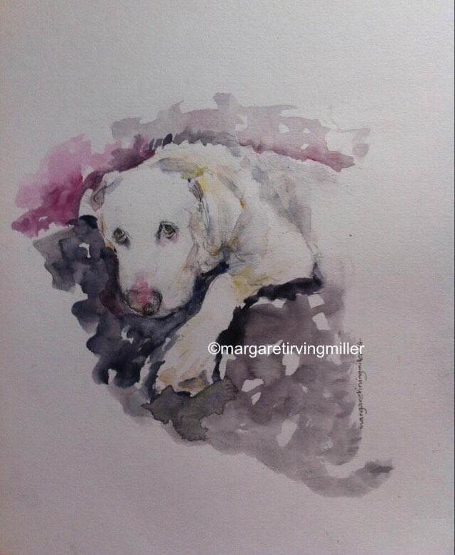drawmill's tweet image. Sheba now the dear departed #watercolour#draw#illustrate#labrador#dogs#art#sketch#sketching