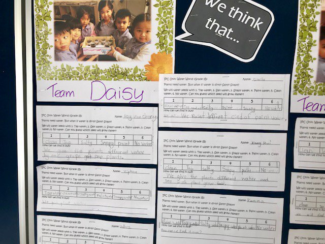 SISC_Official's tweet photo. We are finding out what plants need to grow! In the Grade 1 @The_IPC unit #waterworld groups of students conduct simple investigations and measure their plant's progress.  We even #hypothesize what we think might happen. https://t.co/YsrVDj9KmI