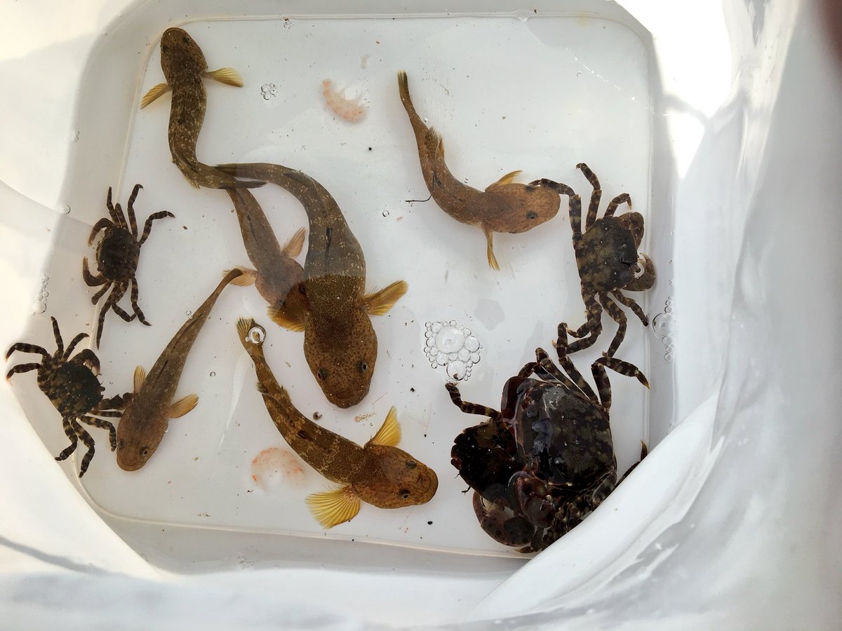 ゆきひで 12 3 先ず岩場で釣りエサにするカニ取り 割りばし竿で カニに餌を挟ませ 岩から剥がし 素早く網でキャッチ 先にハゼが食ってきて カニ釣るのむずかったです ポイント移動して釣り開始 釣果は チヌ クロダイ とトラギス ちなみに両方 ゆきひで 12 3 先ず岩場で釣りエサにするカニ取り 割りばし竿で カニに餌を挟ませ 岩から剥がし 素早く網でキャッチ 先にハゼが食ってきて カニ釣るのむずかったです ポイント移動して釣り開始 釣果は チヌ クロダイ とトラギス ちなみに両方