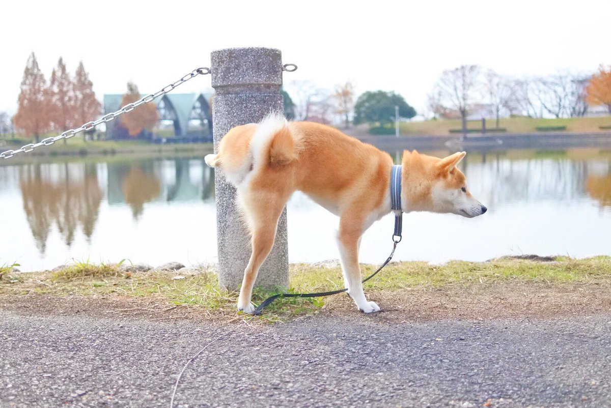 我が家の柴犬図鑑 Xxmugidesuxx Twitter