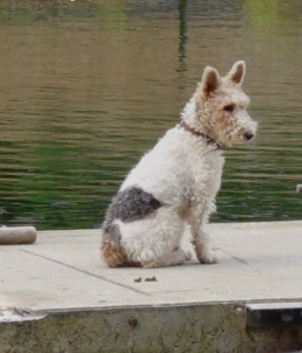 #findrosie she is still missing Whiston Rd  , kingsland Rd junction. Posters and talking in a mile radius out today. Thank you all you beautiful volunteers who came out. Looking today #haggerstonpark #cityfarm #broadwaymarket #londonfields #hoxtonmarket RT🤞