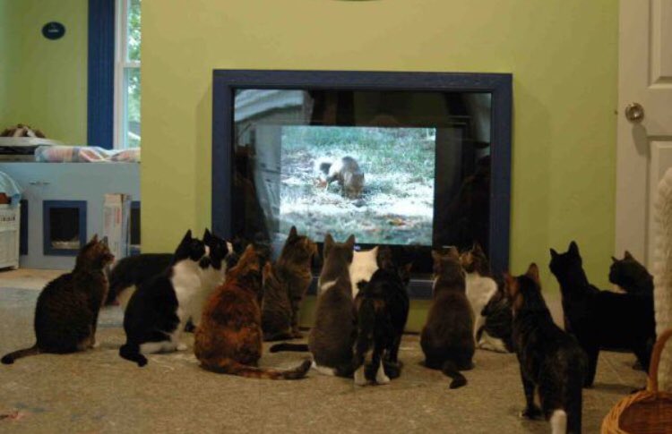 JohnnyB604's tweet photo. The gangs all here watching the curse of oak island 🌴 #historychannel #history #HistoryHD https://t.co/ipH0GfERUS