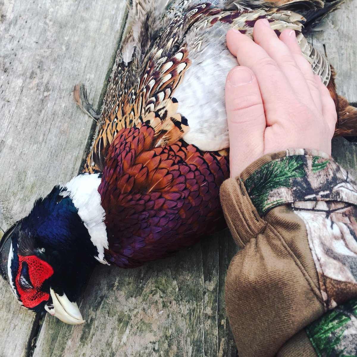 Gabby_Hoffman's tweet photo. 12.02.2017 | My first harvest ever — this gorgeous rooster pheasant. Amazing colors, beautiful bird. In awe ❤️https://t.co/UmMYZFpcRw #HuntingIsConservation #PheasantsForever #MyFirstHunt #IAmSportsman https://t.co/cVX83ygU5q