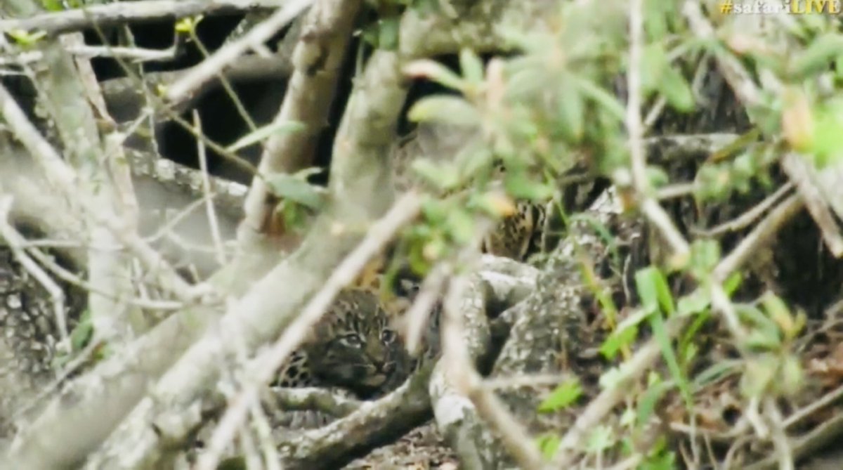 TheStone975's tweet photo. One of the most special starts to a drive we have ever had... a brand new adorable cub in the Royal lineage. What a precious little Leopard. #safarilive #RoyalCub https://t.co/yd0ccOzvZM