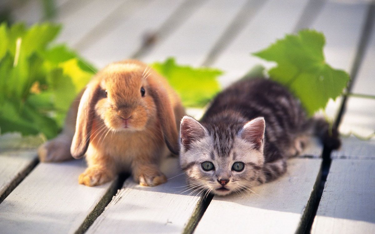 CuteCatRepublic's tweet photo. There are many intelligent #beings in the #Universe. Most of them are owned by #cats. #OldPolishProverb #ManyIntelligentBeings #TheUniverse https://t.co/USx4HzQ6oe
