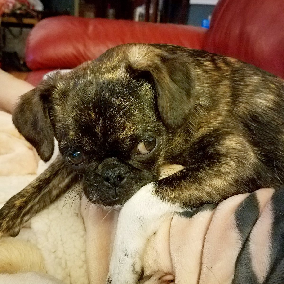 funaek's tweet photo. If you're thinking of getting a puppy 4 the holidays, keep in mind they're a lot of work & trouble. And if you end up w/1 like Monkey, 10x the trouble! If you're ready for the work & commitment, congrats on making the best decision of your life! #evileye #troublemakerface https://t.co/GlQ2BYbdB6