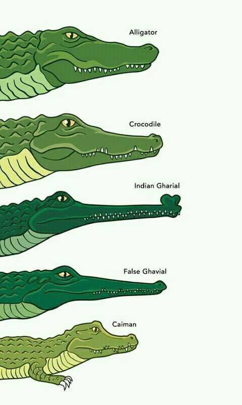 What's the Difference Between an Alligator and a Crocodile?