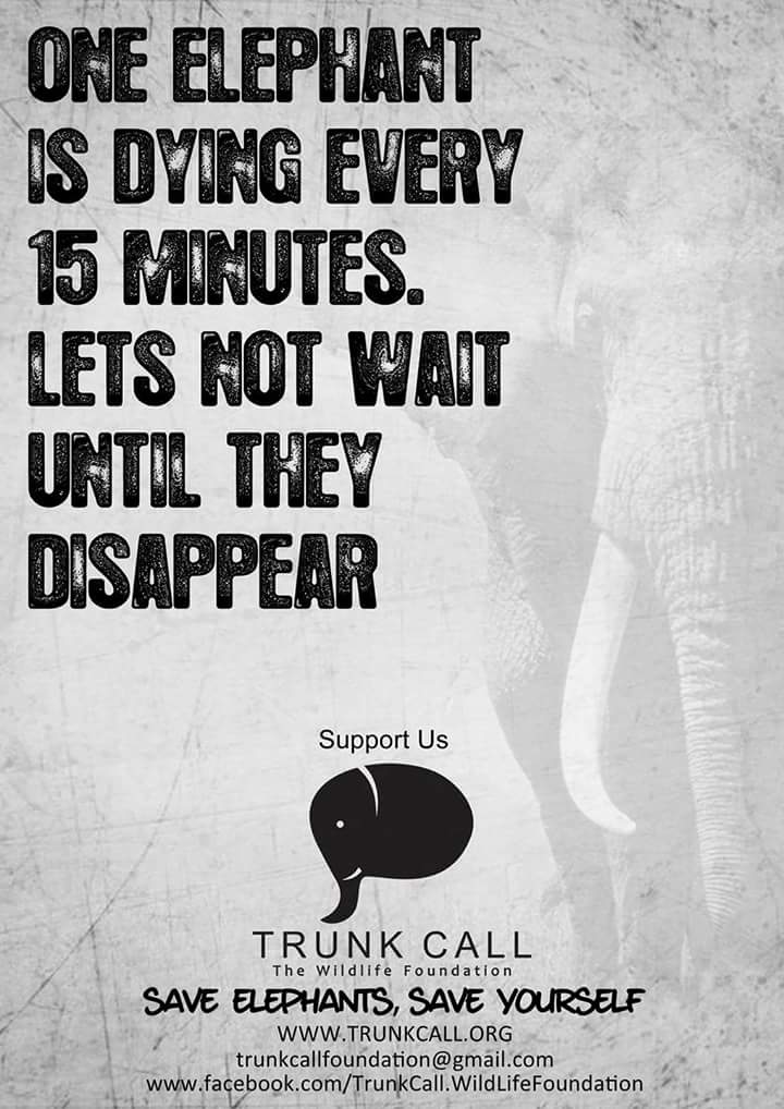 Trunk_Call's tweet photo. 'The Greatest Threat to our planet is the belief that someone else will save it '.
Join the cause with founder @shindeanand79  - Trunk Call - The Wildlife Foundation - Save Elephants ,Save Yourself!
Creatives by Nikhil More #trunkcall @elephantfamily  https://t.co/2UsqT8SkjY https://t.co/zgEyWgzXQQ