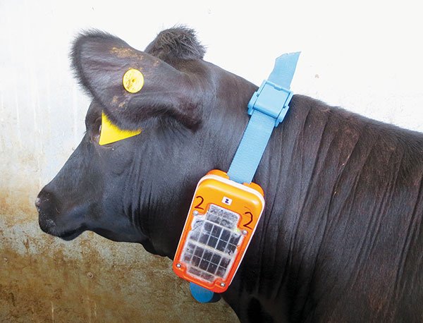 theGRDC's tweet photo. Technology that controls cattle movement via GPS guidance will soon be trialled on-farm. The future hope is it may allow grain growers who have removed fences to diversify into opportunity grazing: https://t.co/b8wciITZ6G https://t.co/aPuqjZ9z1j